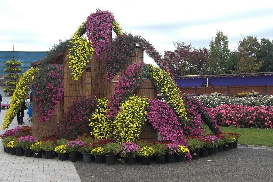 第１６回 南砺菊まつり 南砺市園芸植物園 フローラルパーク