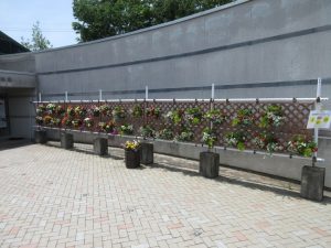 2024年5月花と緑のフェスティバル10
