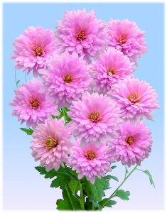 kiku-pink-dahlia-new