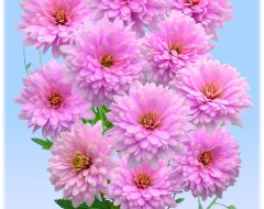 kiku-pink-dahlia-new