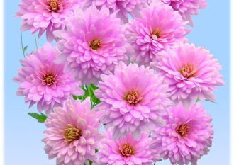kiku-pink-dahlia-new