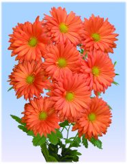 kiku-sunset-dahlia-new