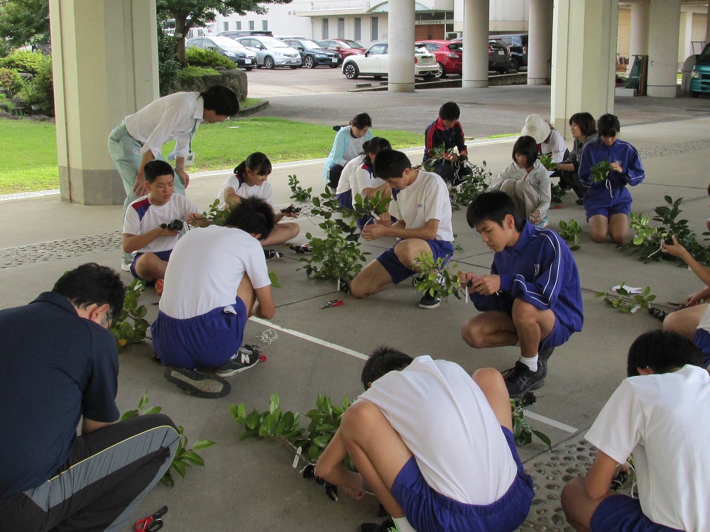 H30.10.5 中学校・取り木の鉢植え HP2