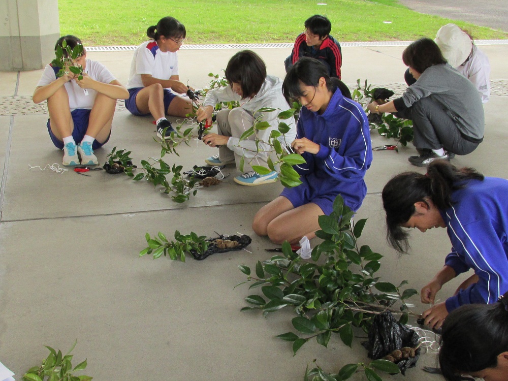 H30.10.5 中学校・取り木の鉢植え HP3