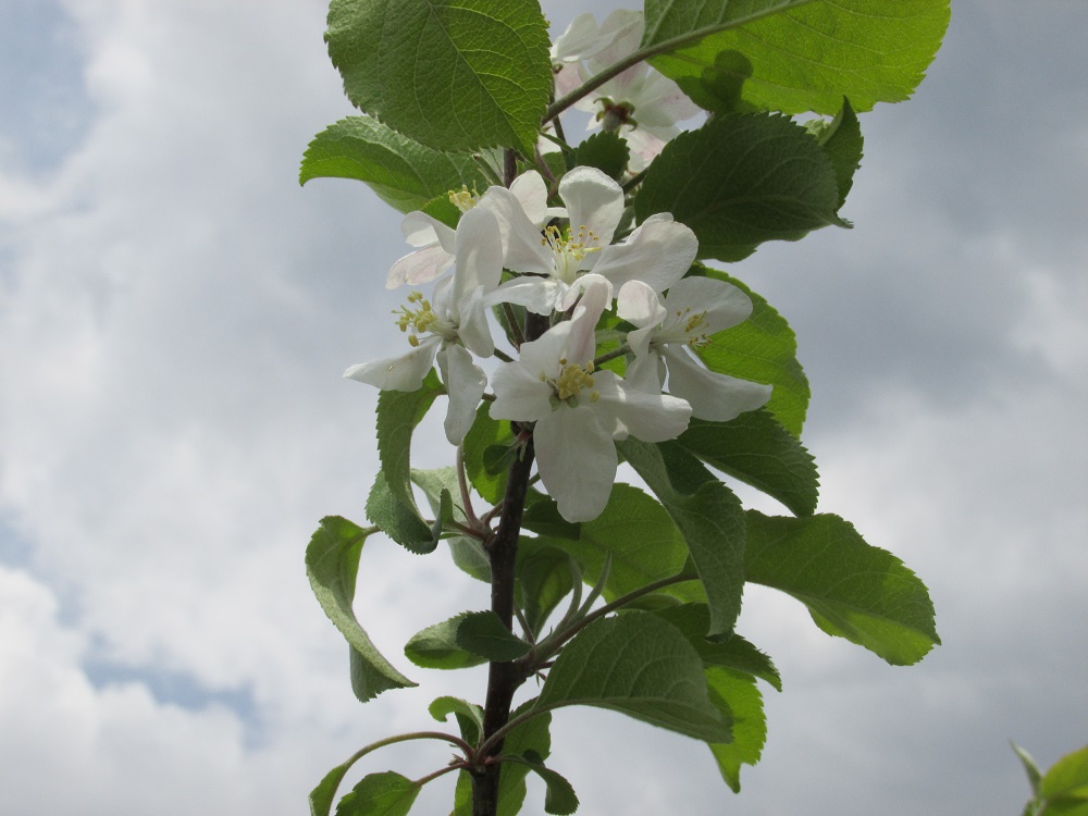 R1.5.6 リンゴの花 (5)